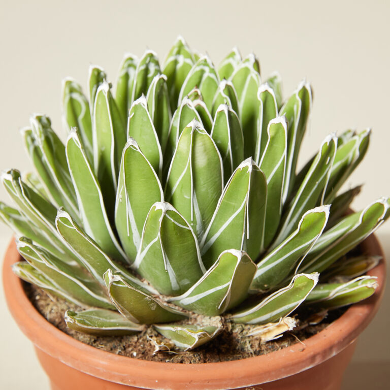 Agave victoriae-reginae | The Palm Centre