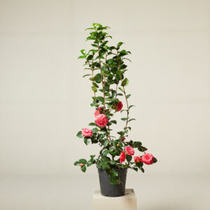 Camellia japonica 'Rosedale's Beauty'