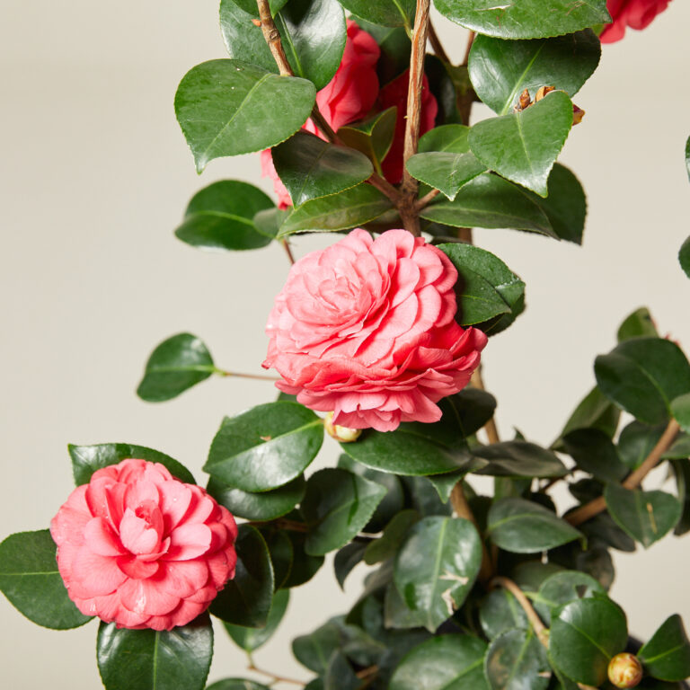 Trees and Shrubs: The Backbone of a Living Garden