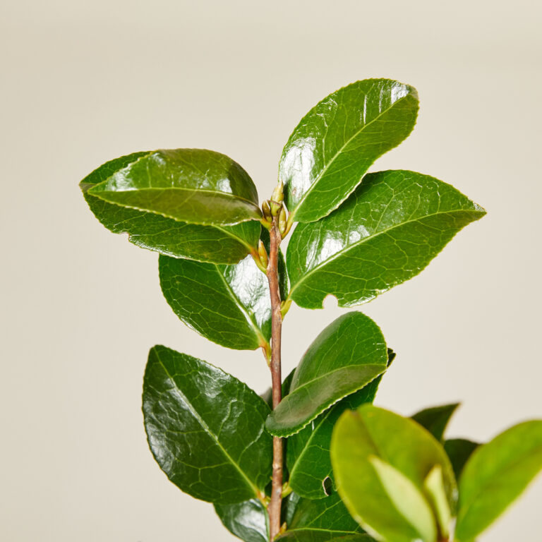 Camellia japonica - red flowers