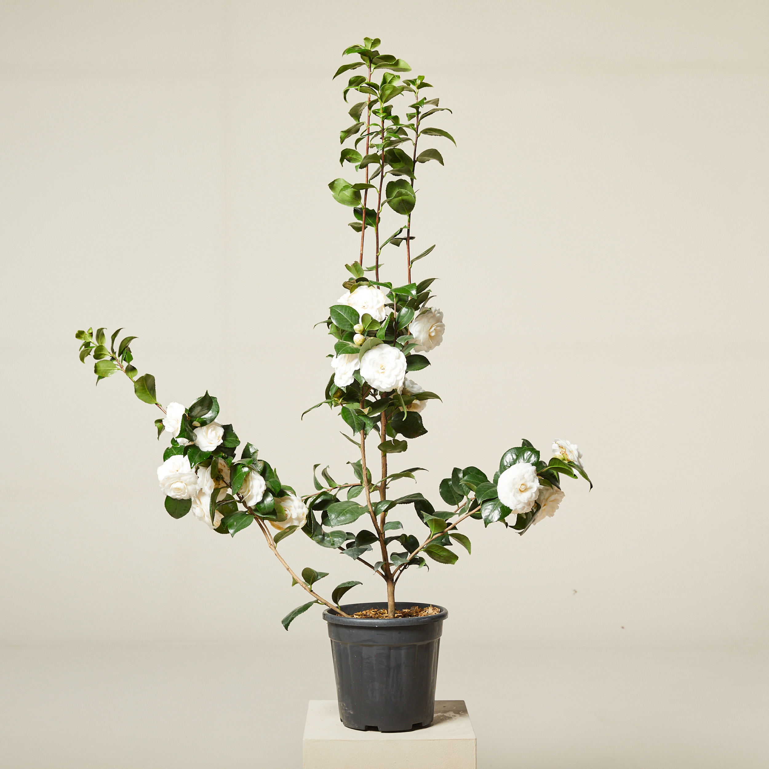 Camellia japonica (white flower) | The Palm Centre