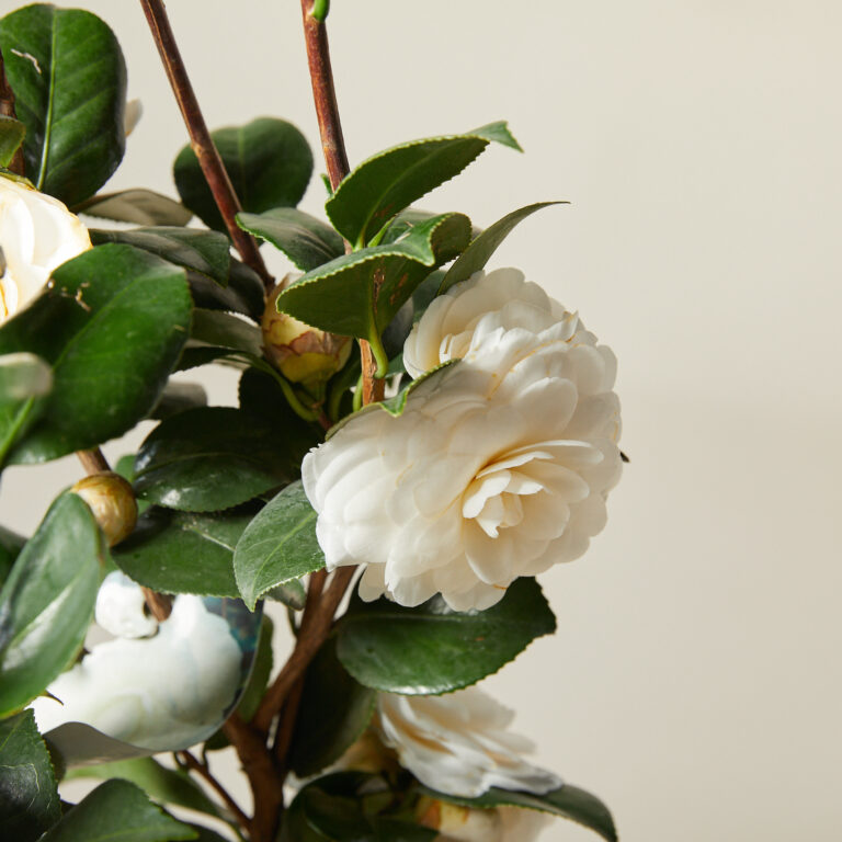 Camellia japonica - white flower