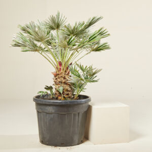 Chamaerops humilis 'Vigo'