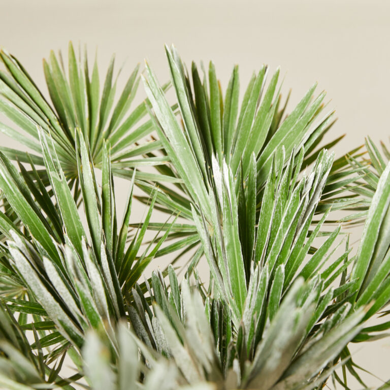 Chamaerops humilis ‘Vigo’