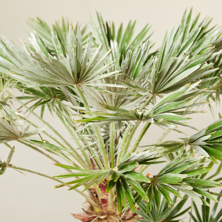 The 'Vigo' Cultivar