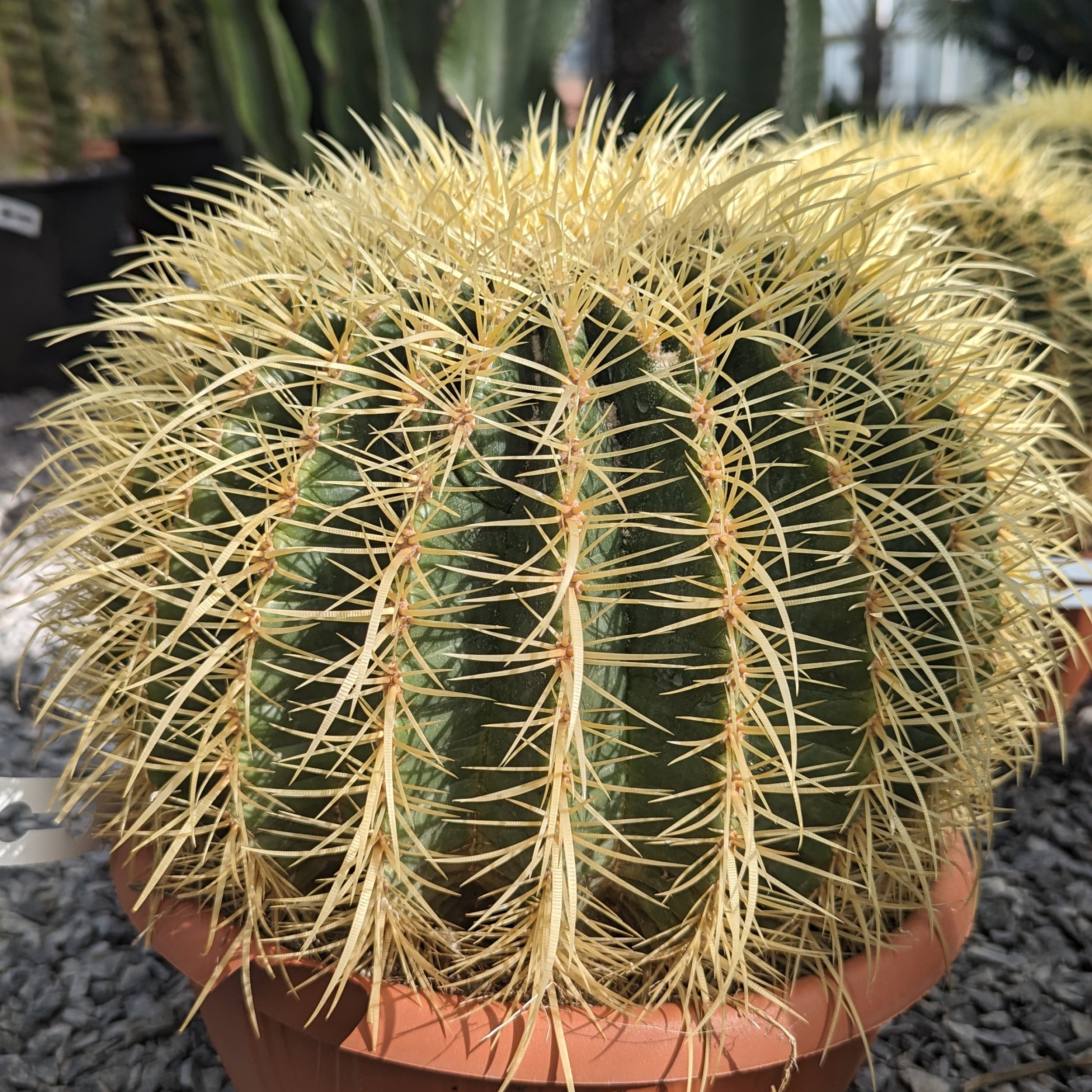 Echinocactus grusonii