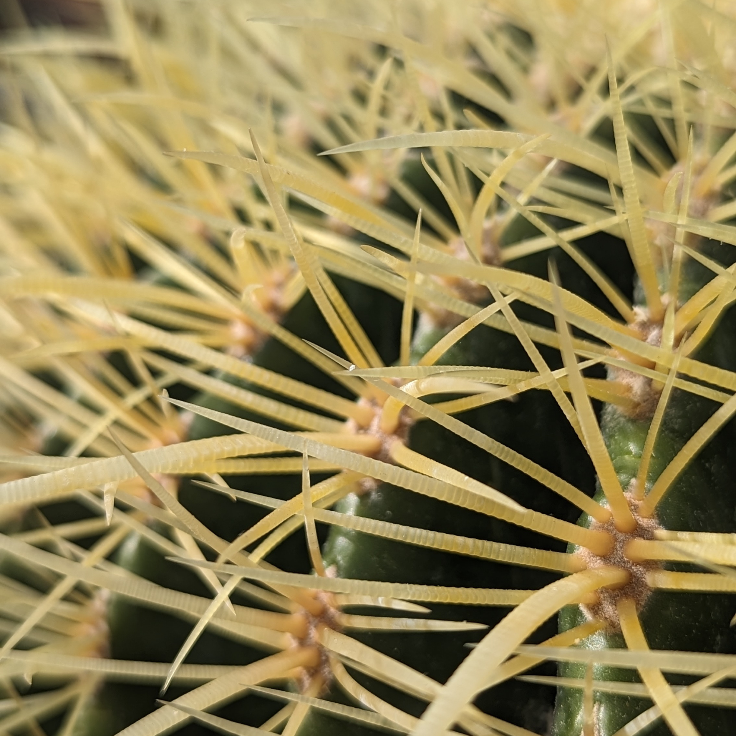 Echinocactus grusonii