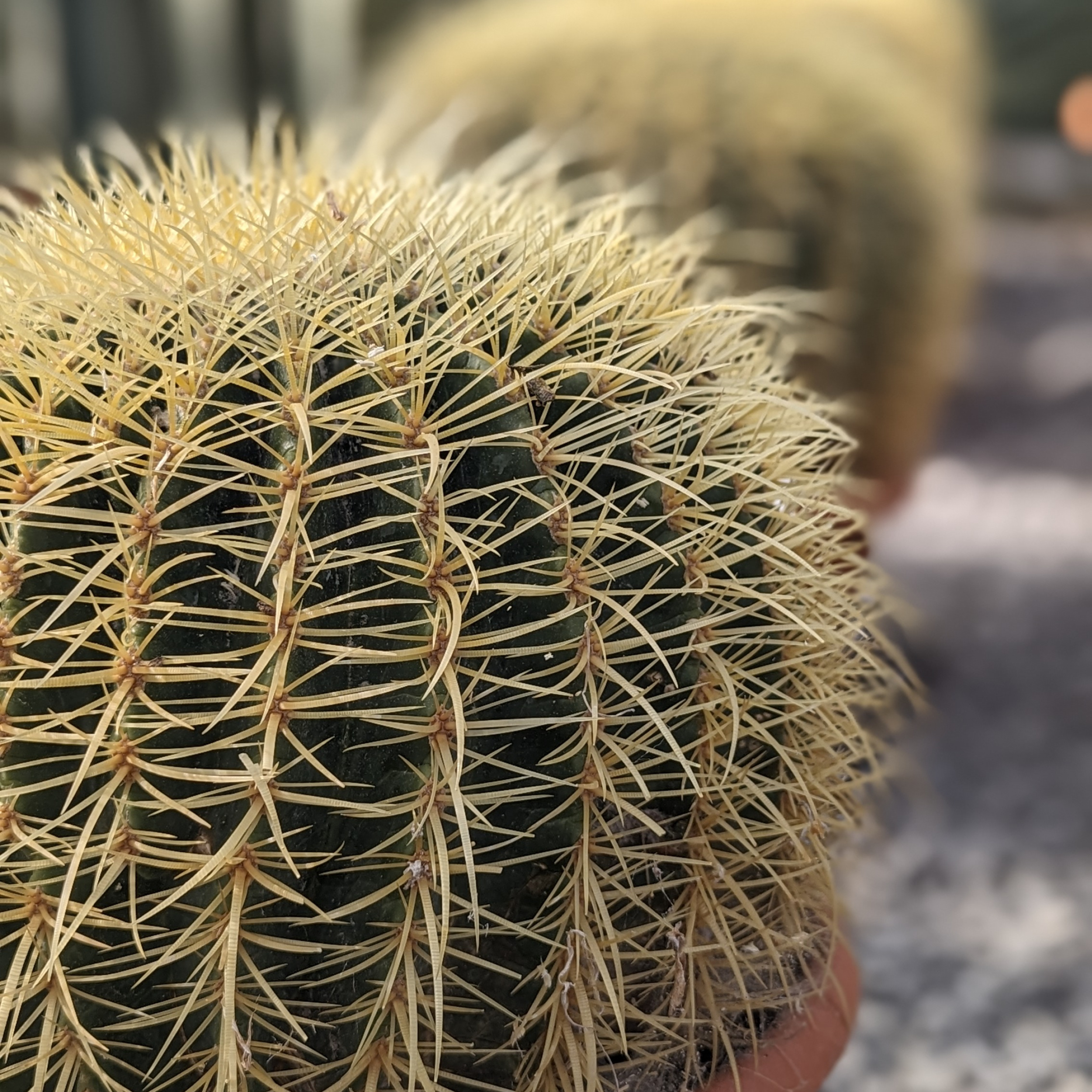 Echinocactus grusonii