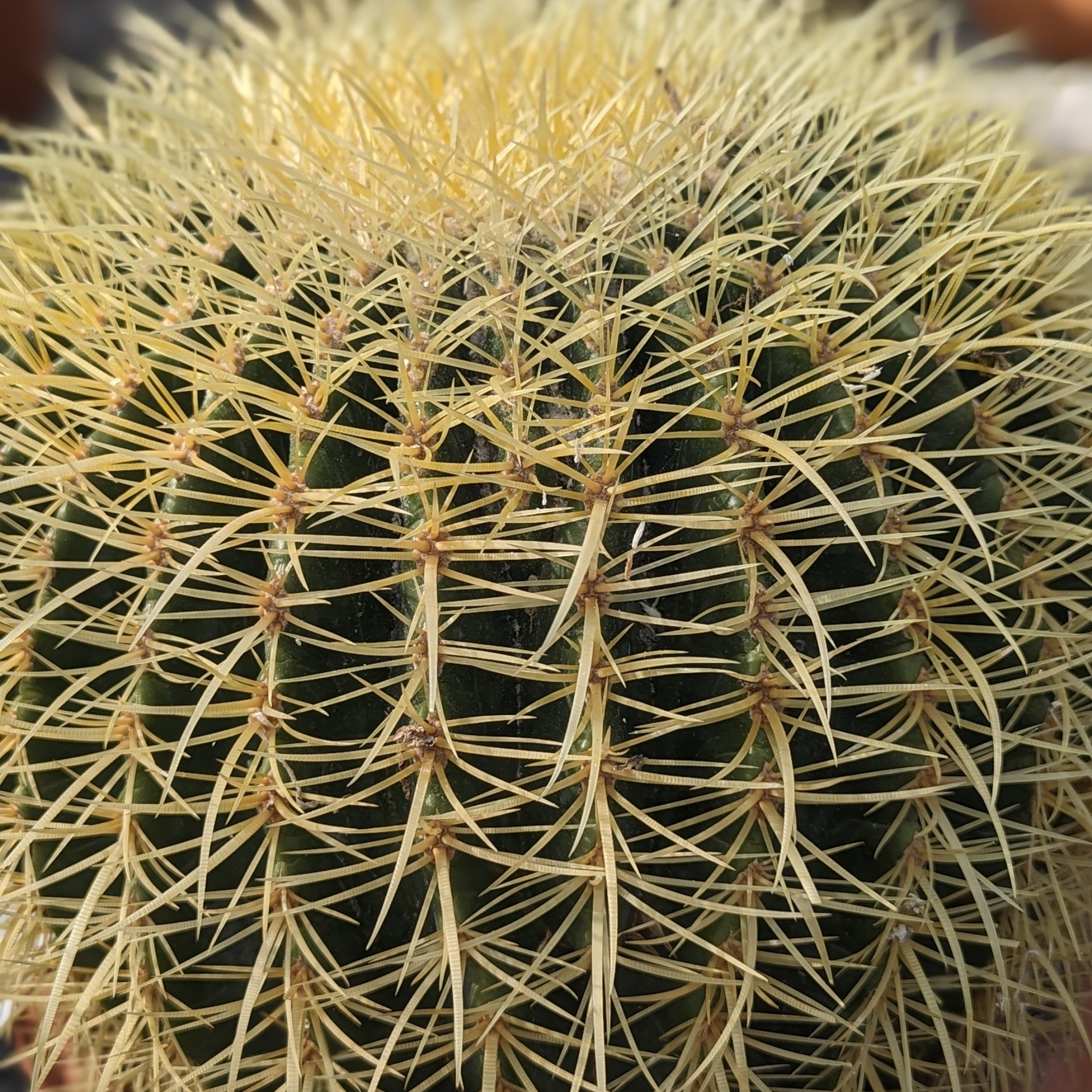 Echinocactus grusonii