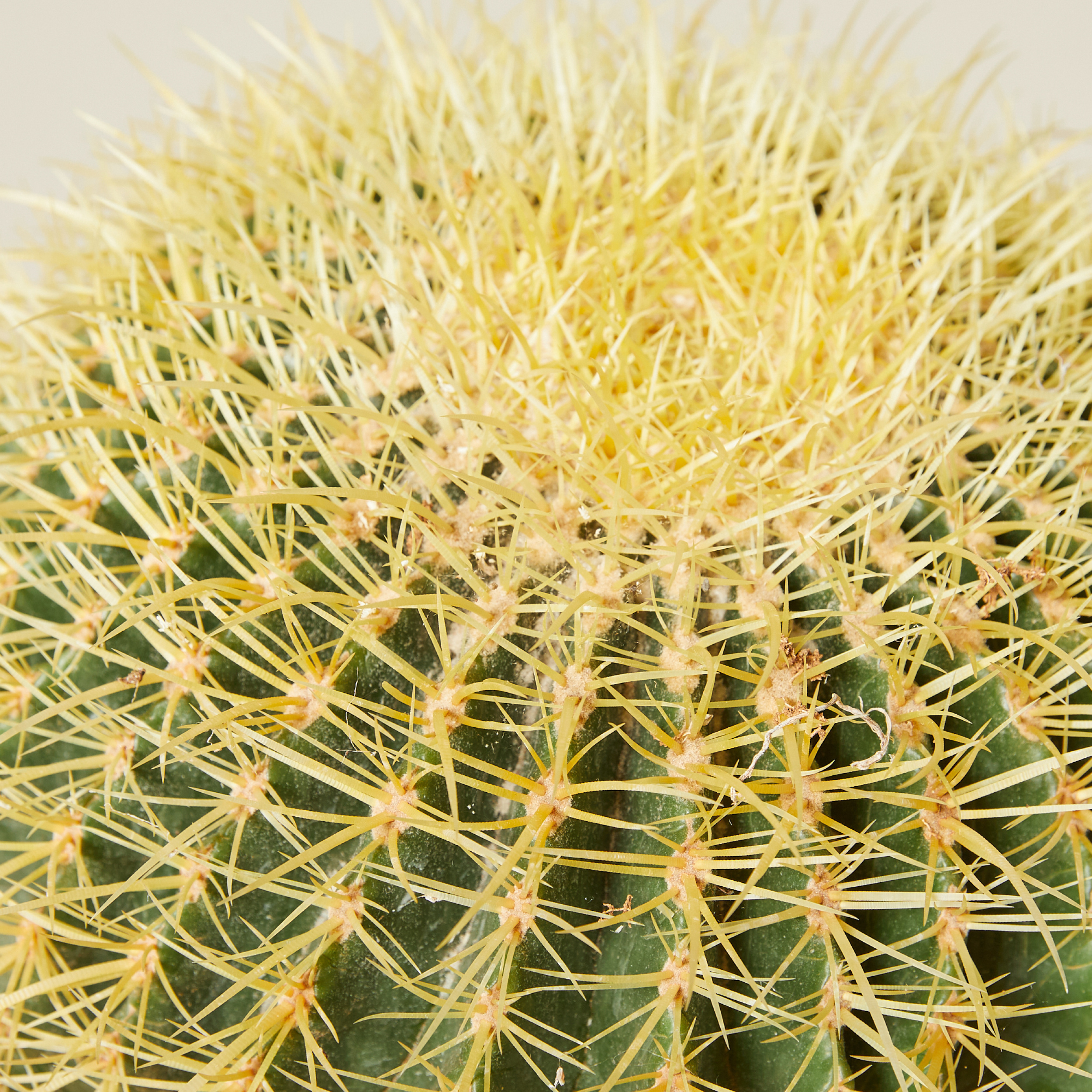 Echinocactus grusonii