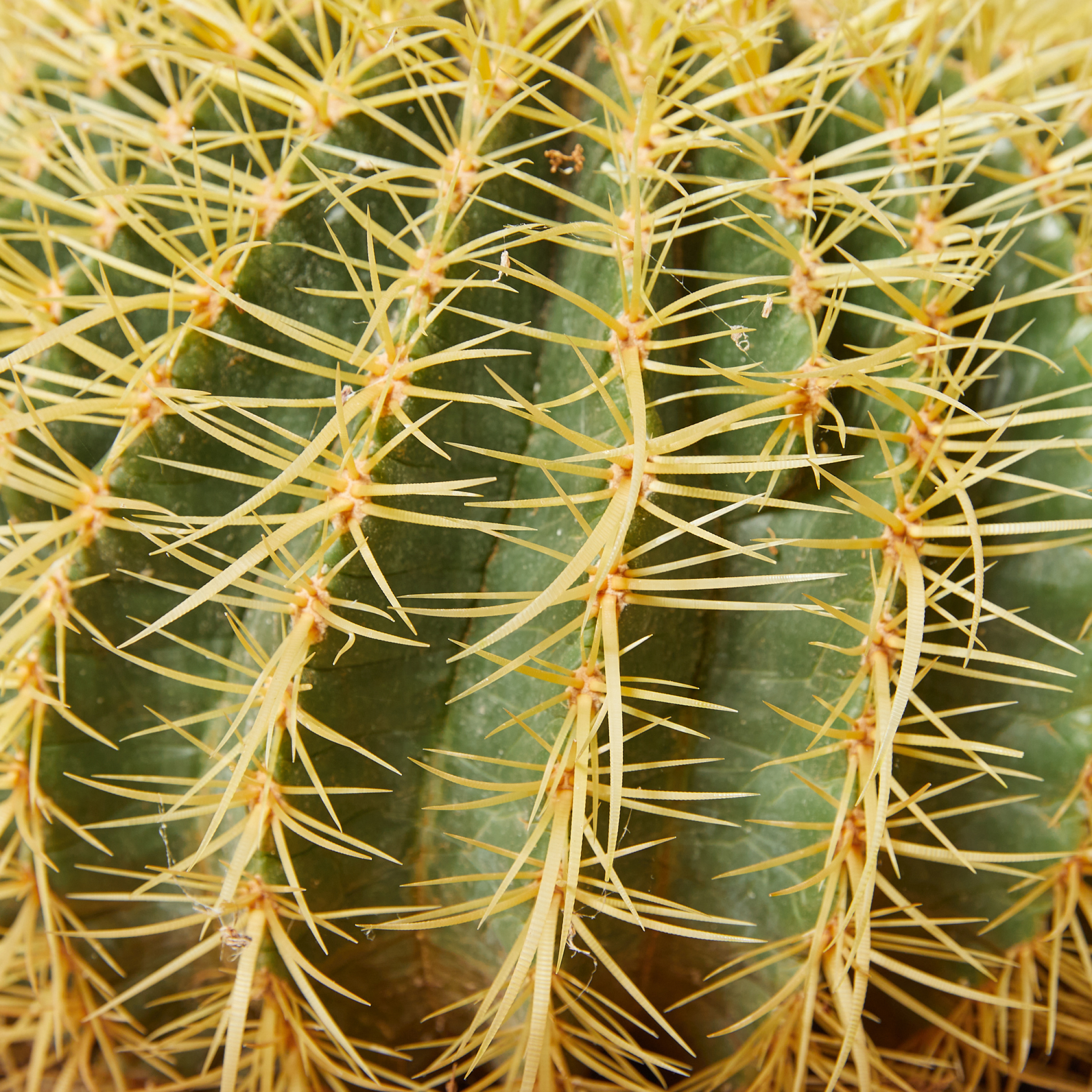 Echinocactus grusonii