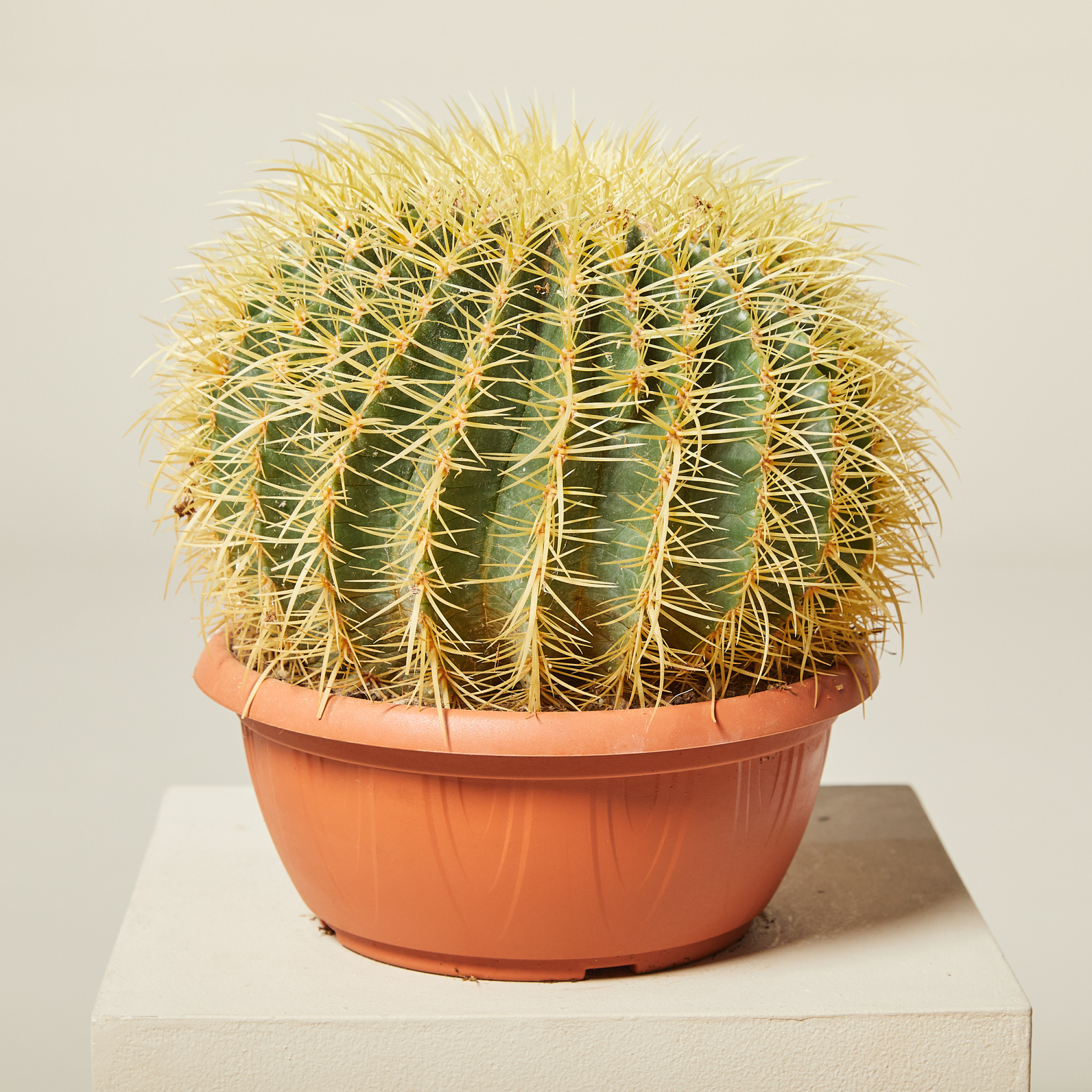 Echinocactus grusonii
