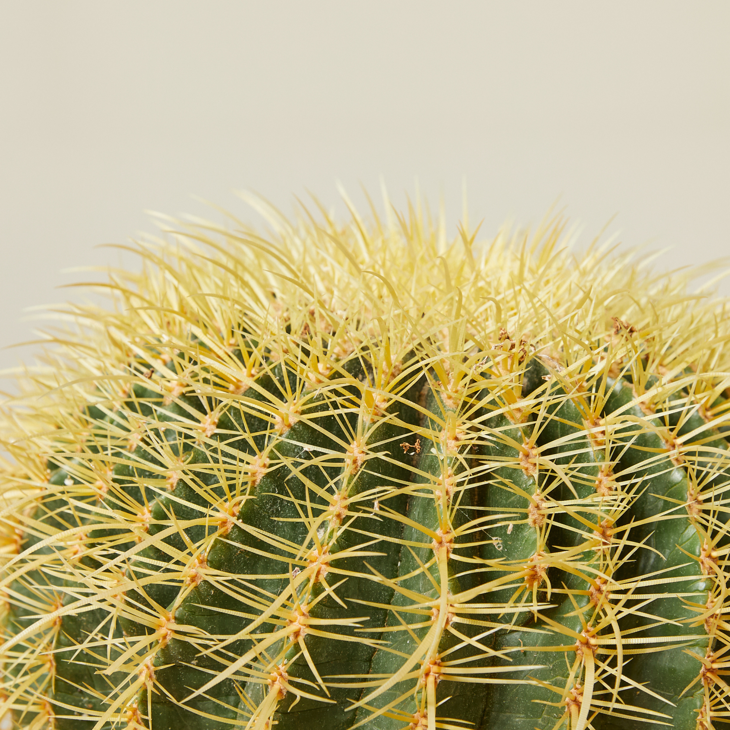 Echinocactus grusonii