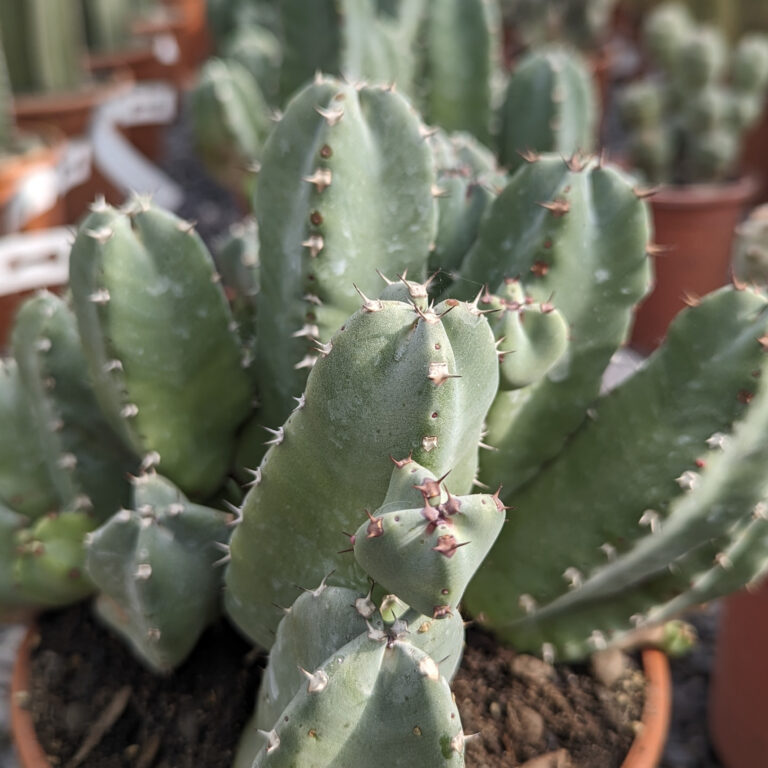 Euphorbia resinifera