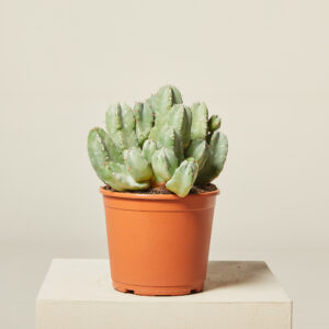 Euphorbia resinifera