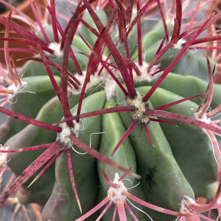 Ferocactus stainesii