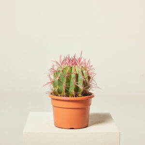 Ferocactus stainesii