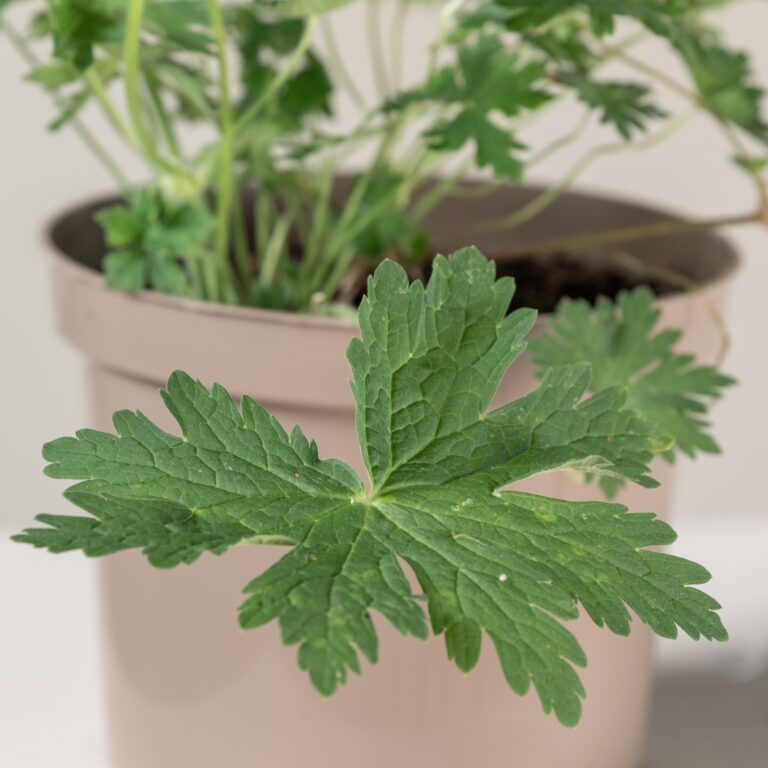 Geranium phaeum 'Album'