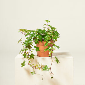 Hedera helix 'Pittsburgh'