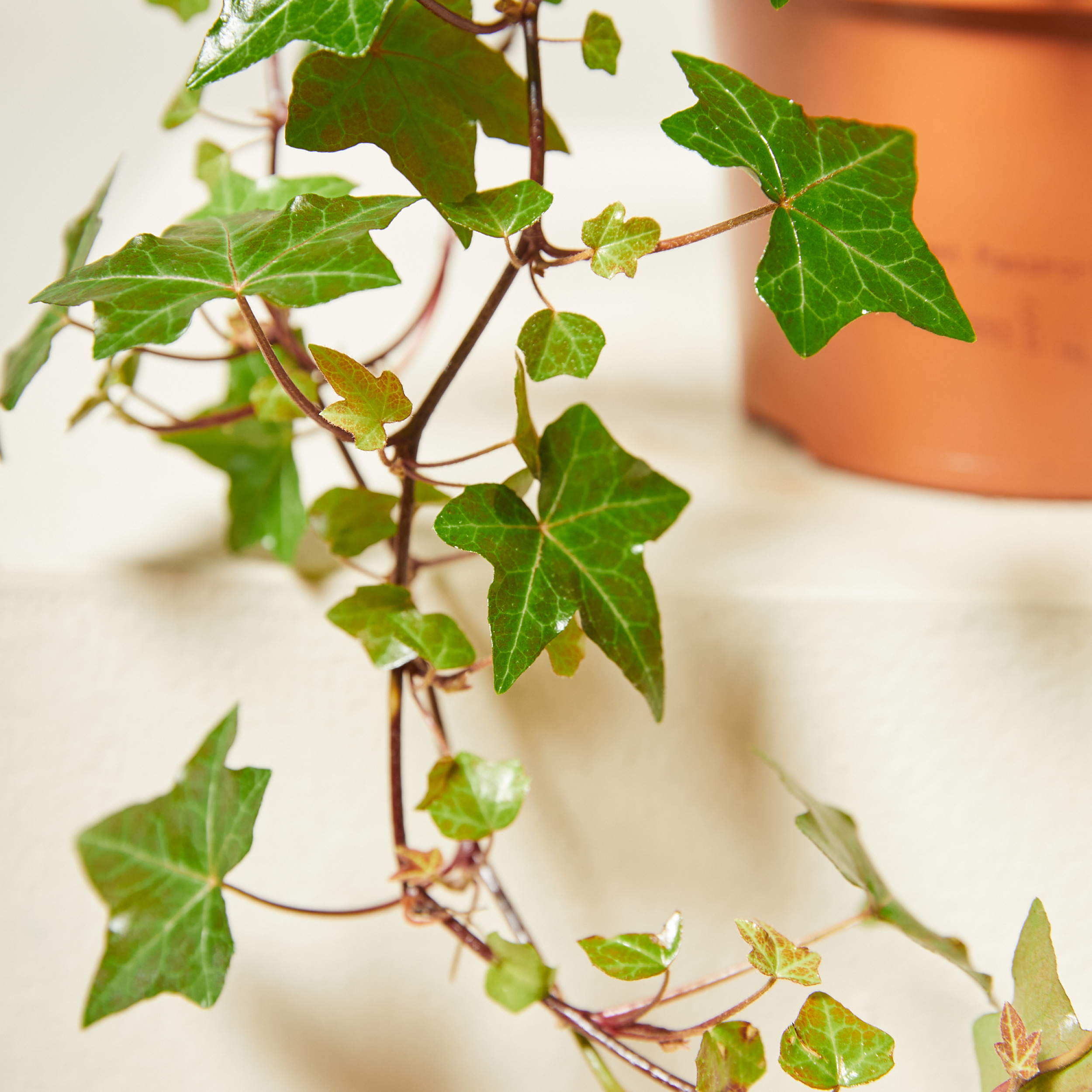 Hedera helix 'Pittsburgh'