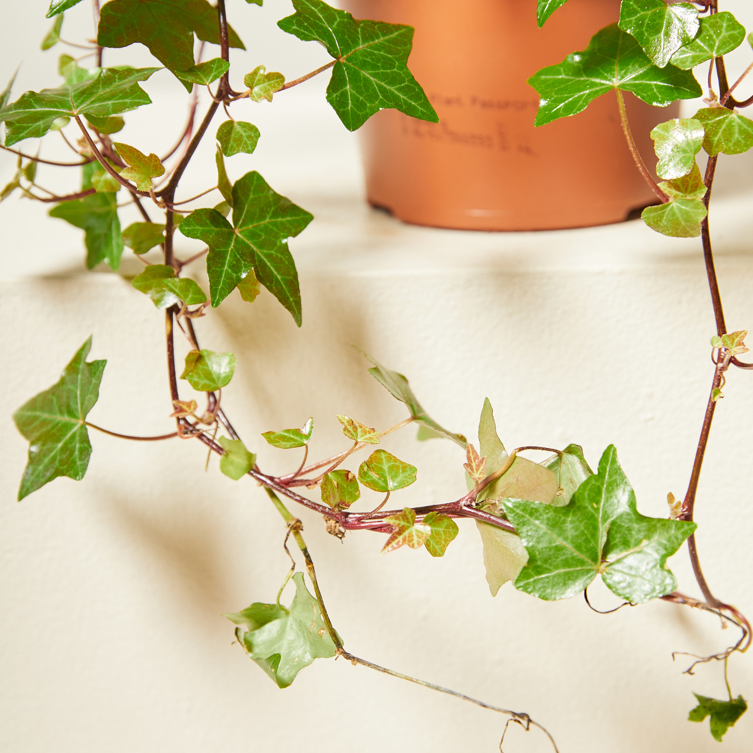 Hedera helix 'Pittsburgh'