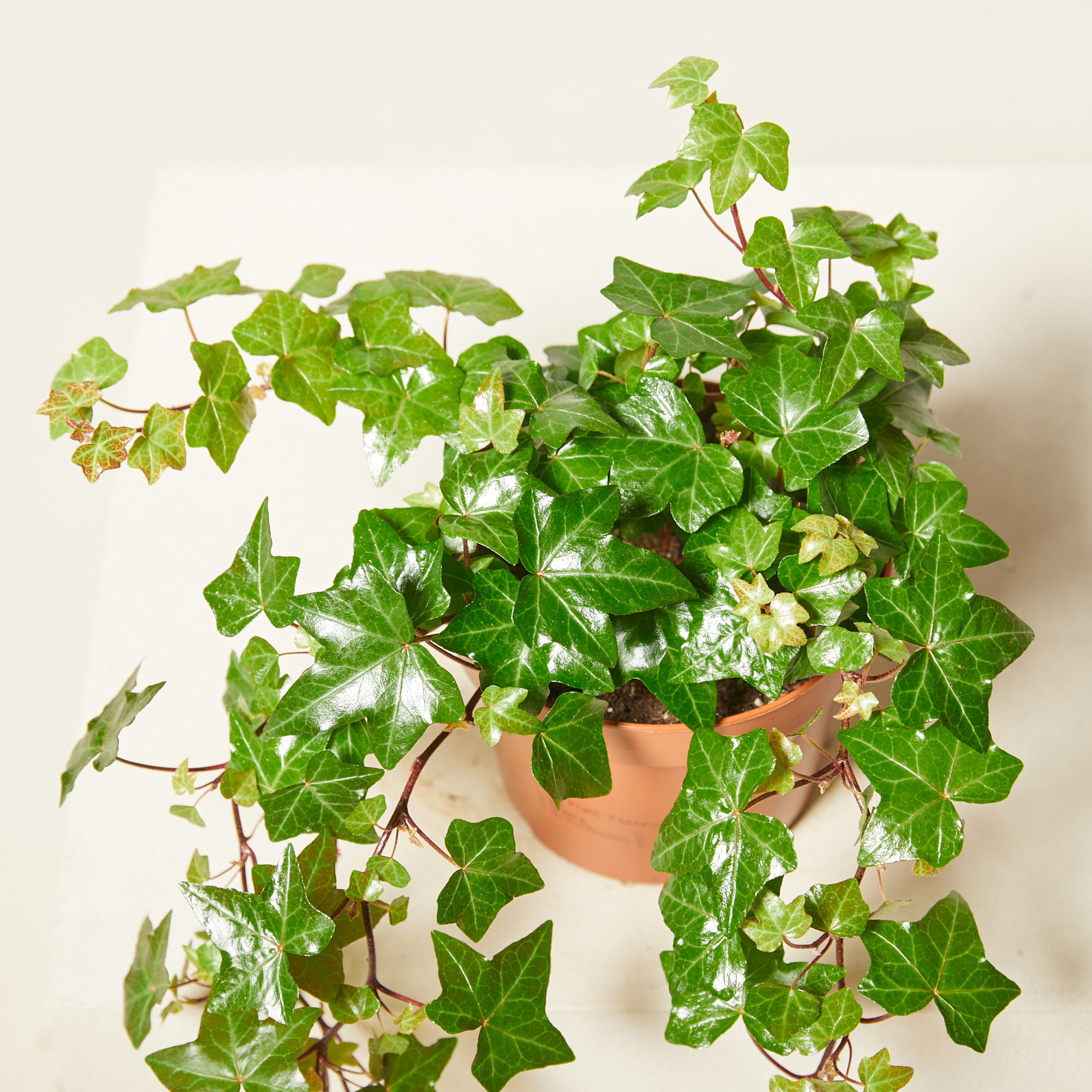 Hedera helix 'Pittsburgh'