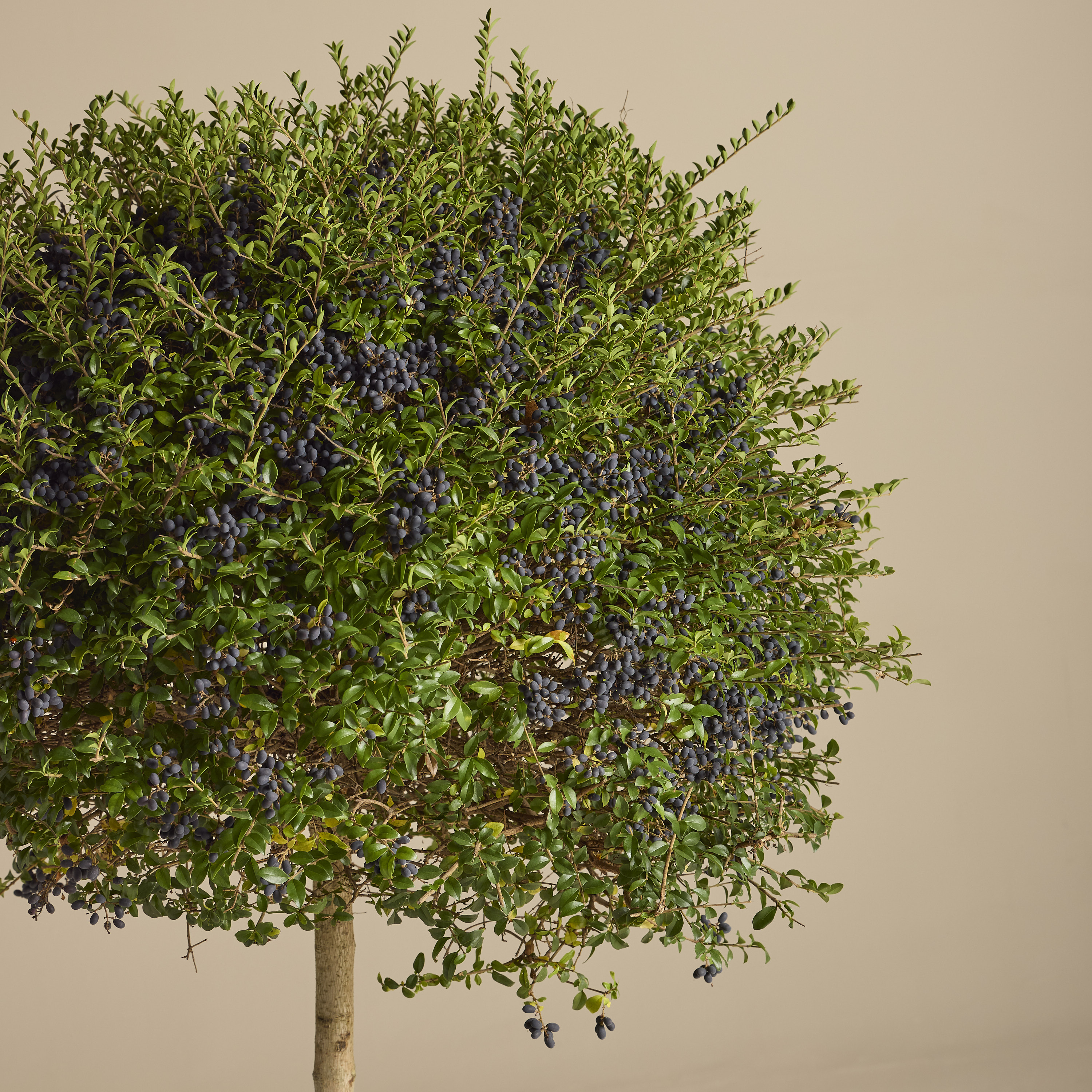 Ligustrum delavayanum - clipped standards - Image 15