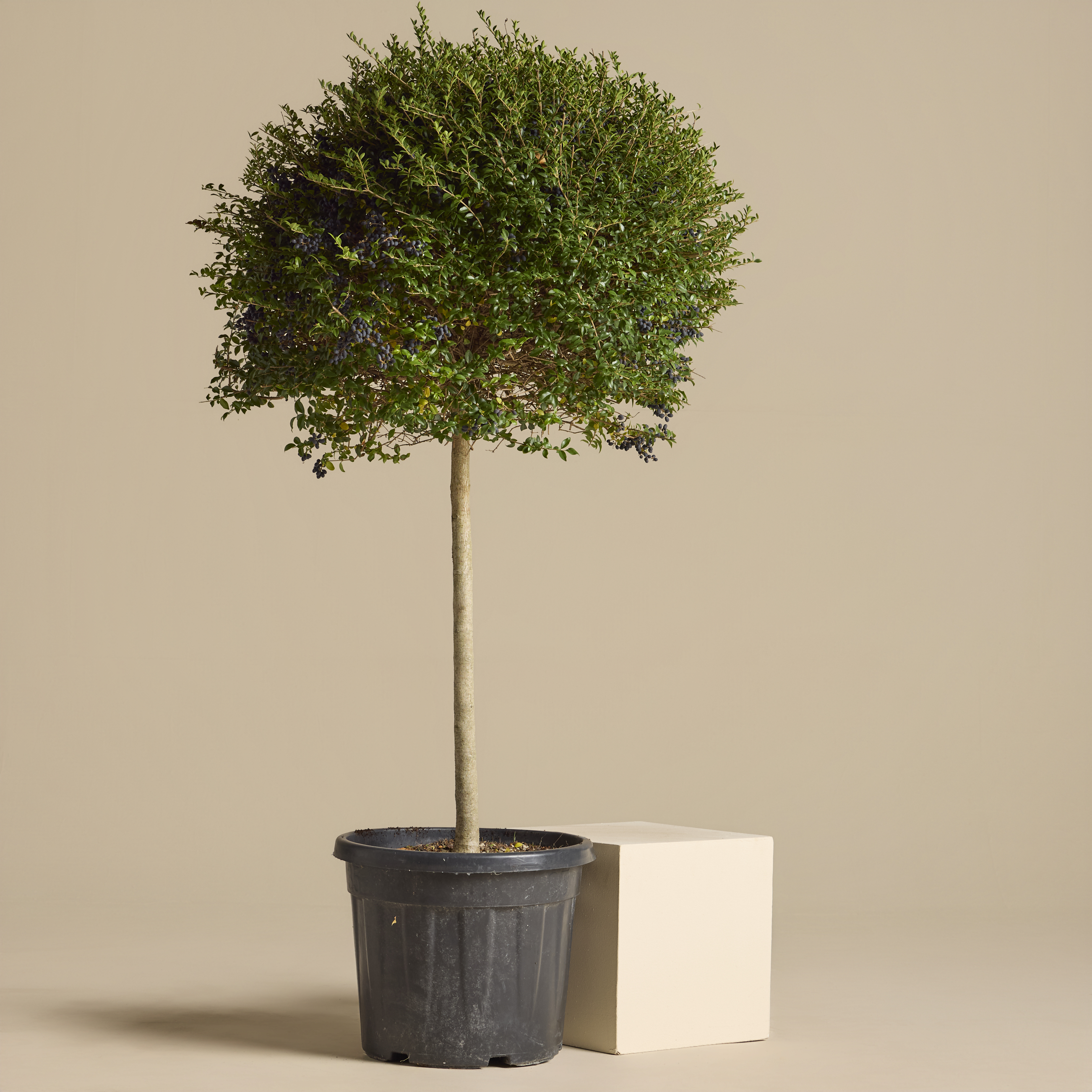 Ligustrum delavayanum - clipped standards - Image 13