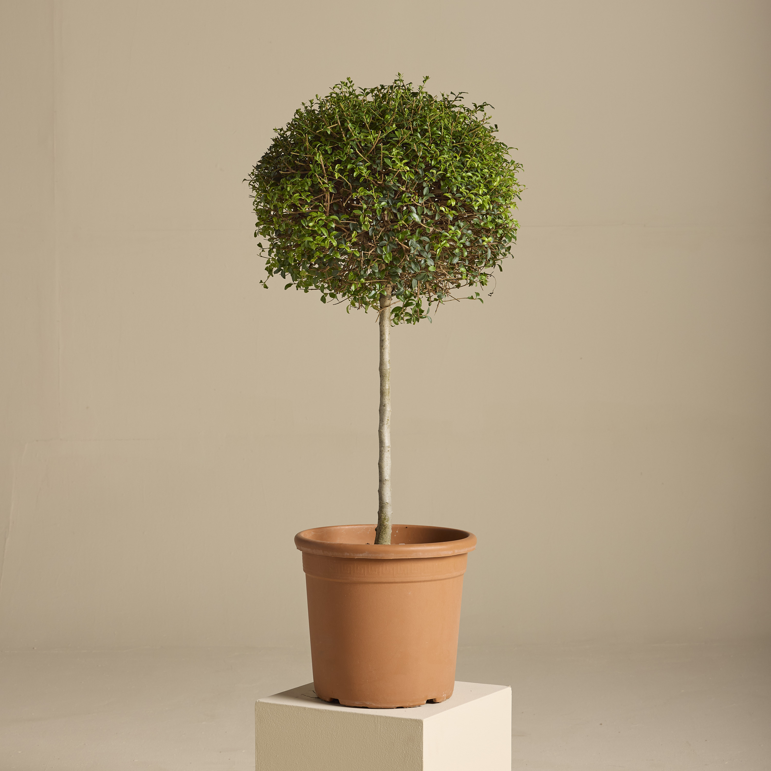 Ligustrum delavayanum - clipped standards - Image 14