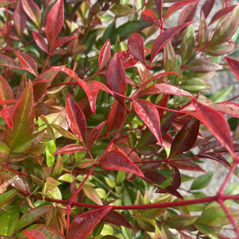 Nandina domestica 'Obsessed'