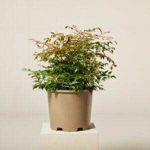 Nandina domestica 'Obsessed'