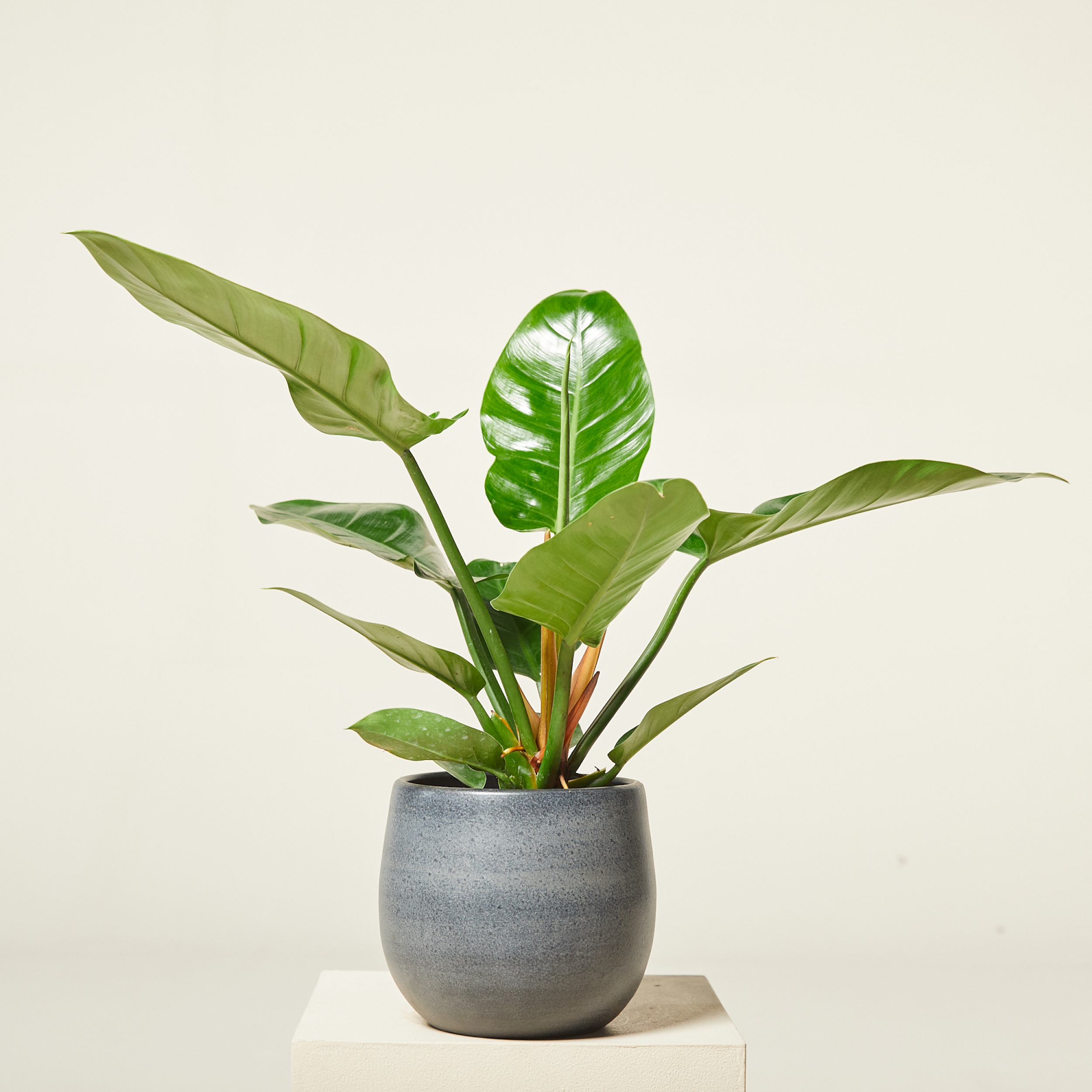 Philodendron 'Imperial Green'