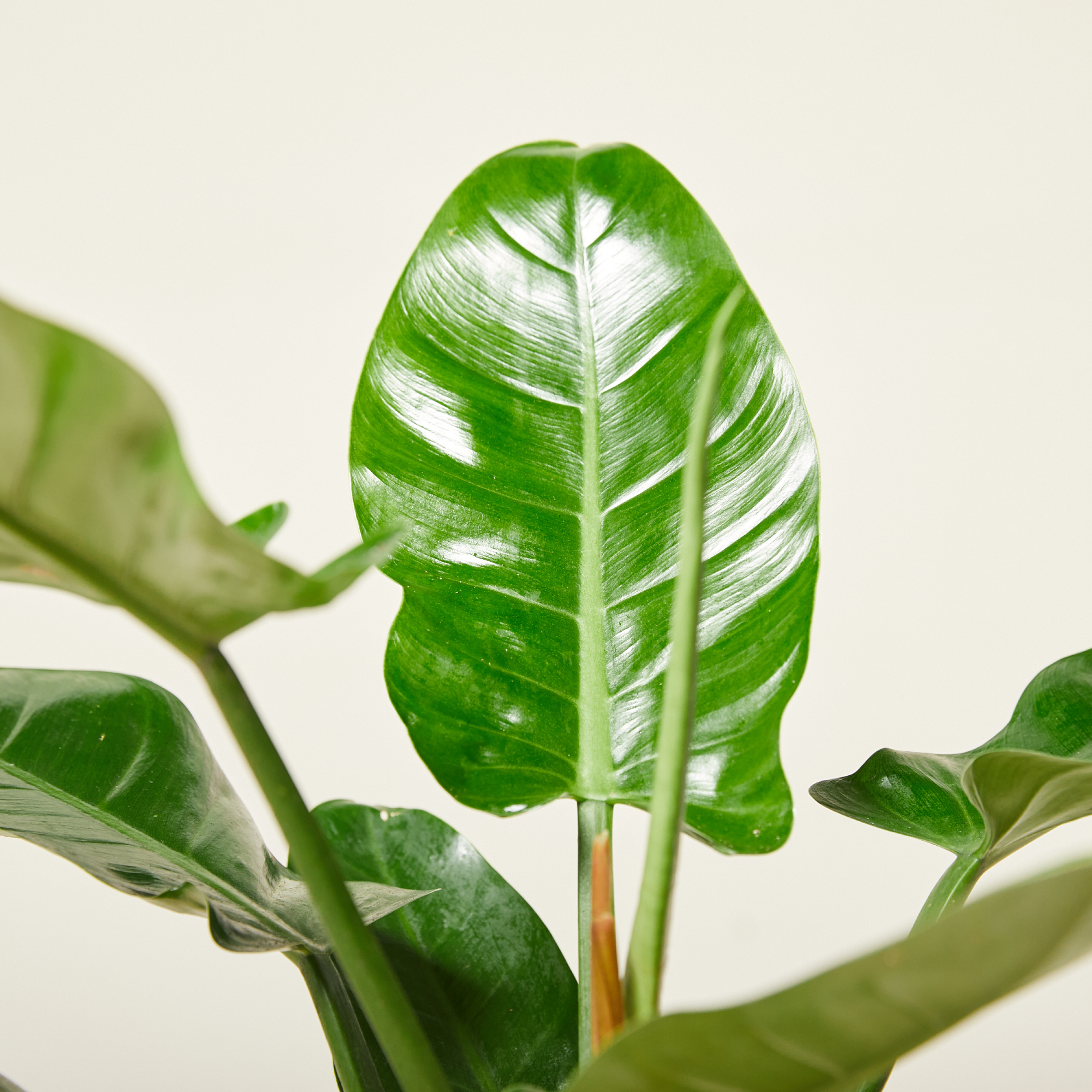 Philodendron 'Imperial Green' | The Palm Centre