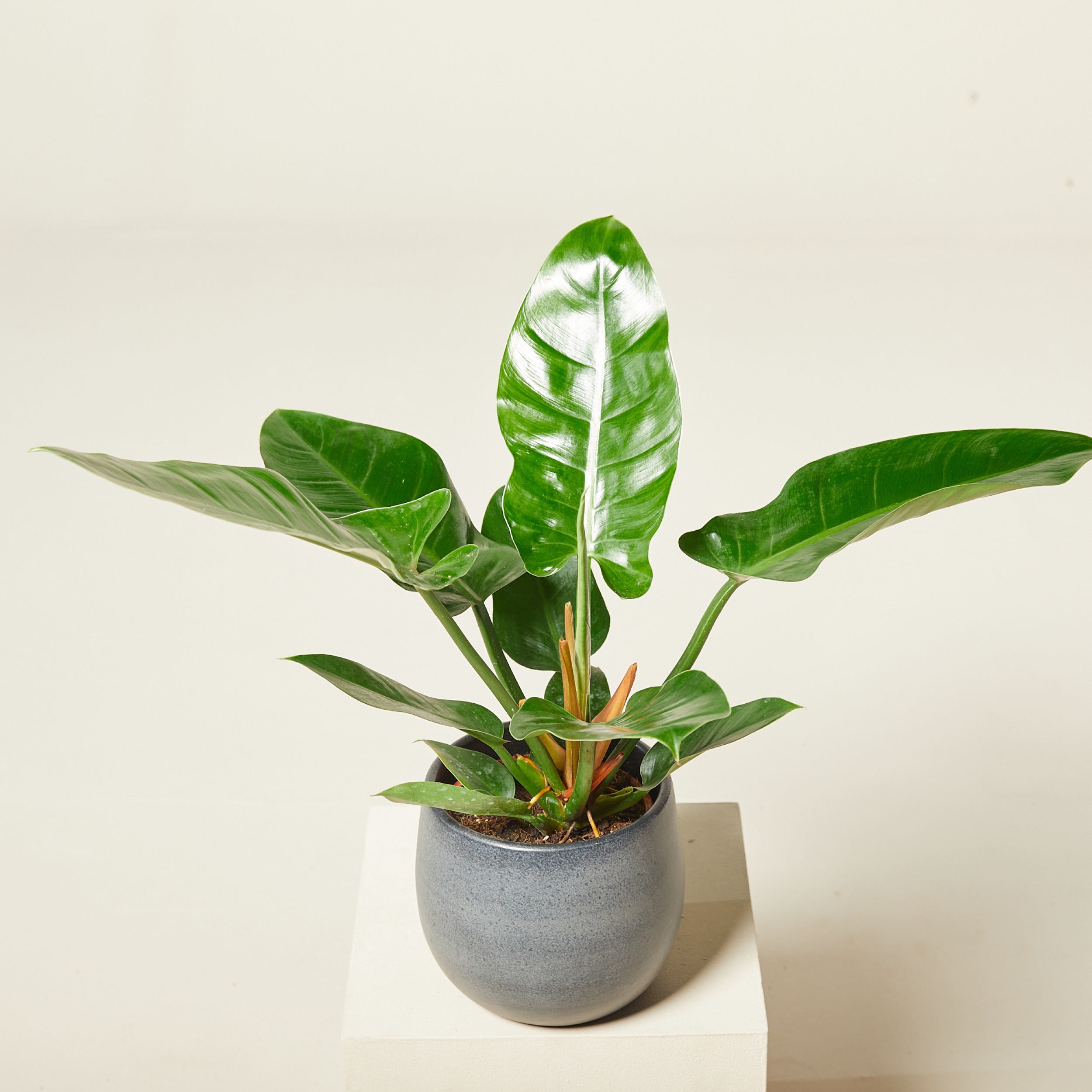 Philodendron 'Imperial Green' | The Palm Centre