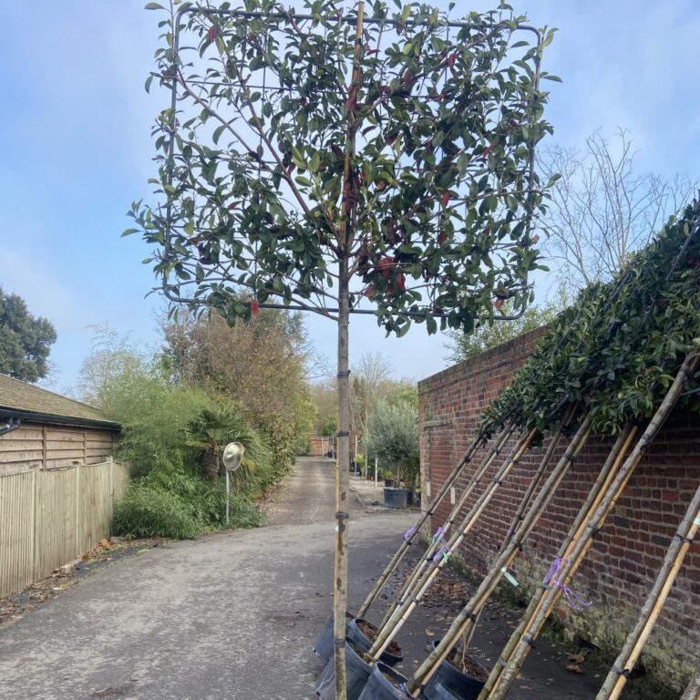 Espalier/Pleached 