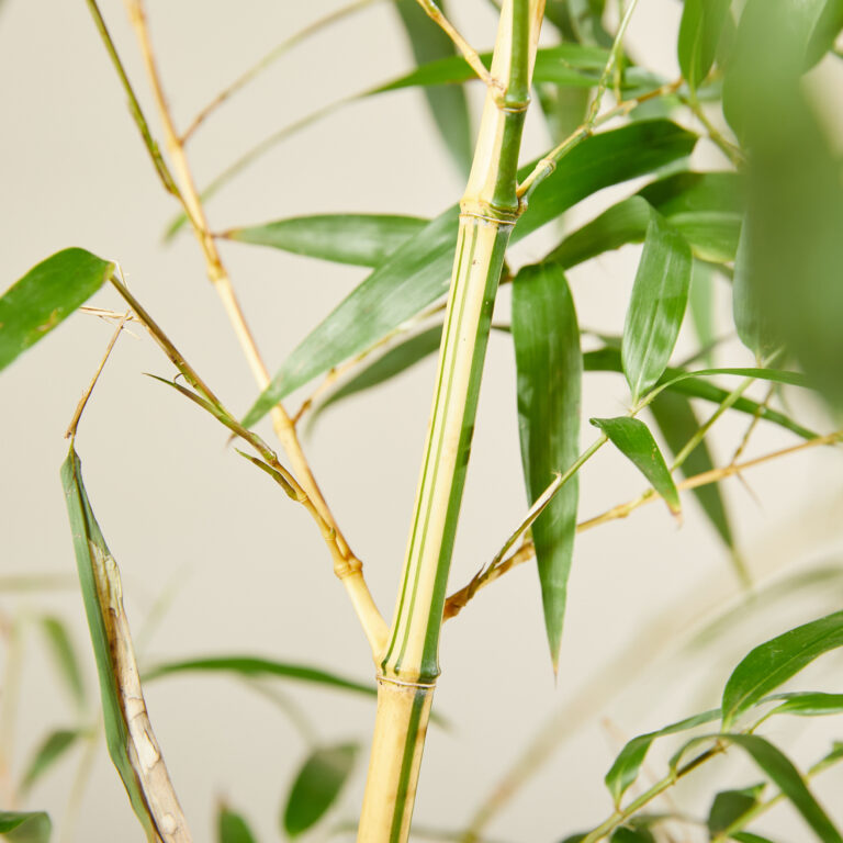 Tips for gardeners