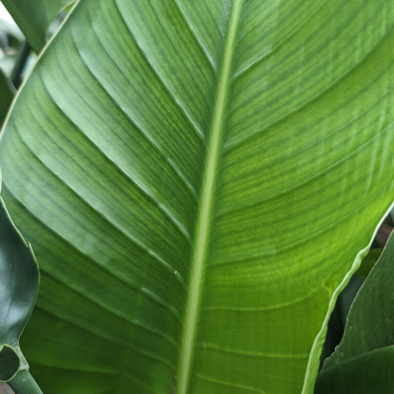 When chlorosis is not chlorosis