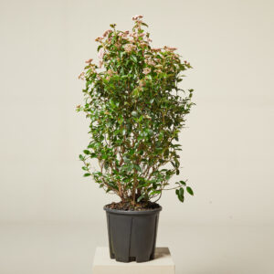 Viburnum tinus 'Eve Price'