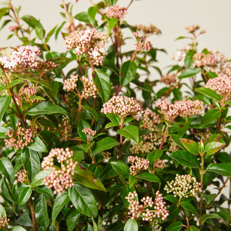 Viburnum tinus 'Eve Price'