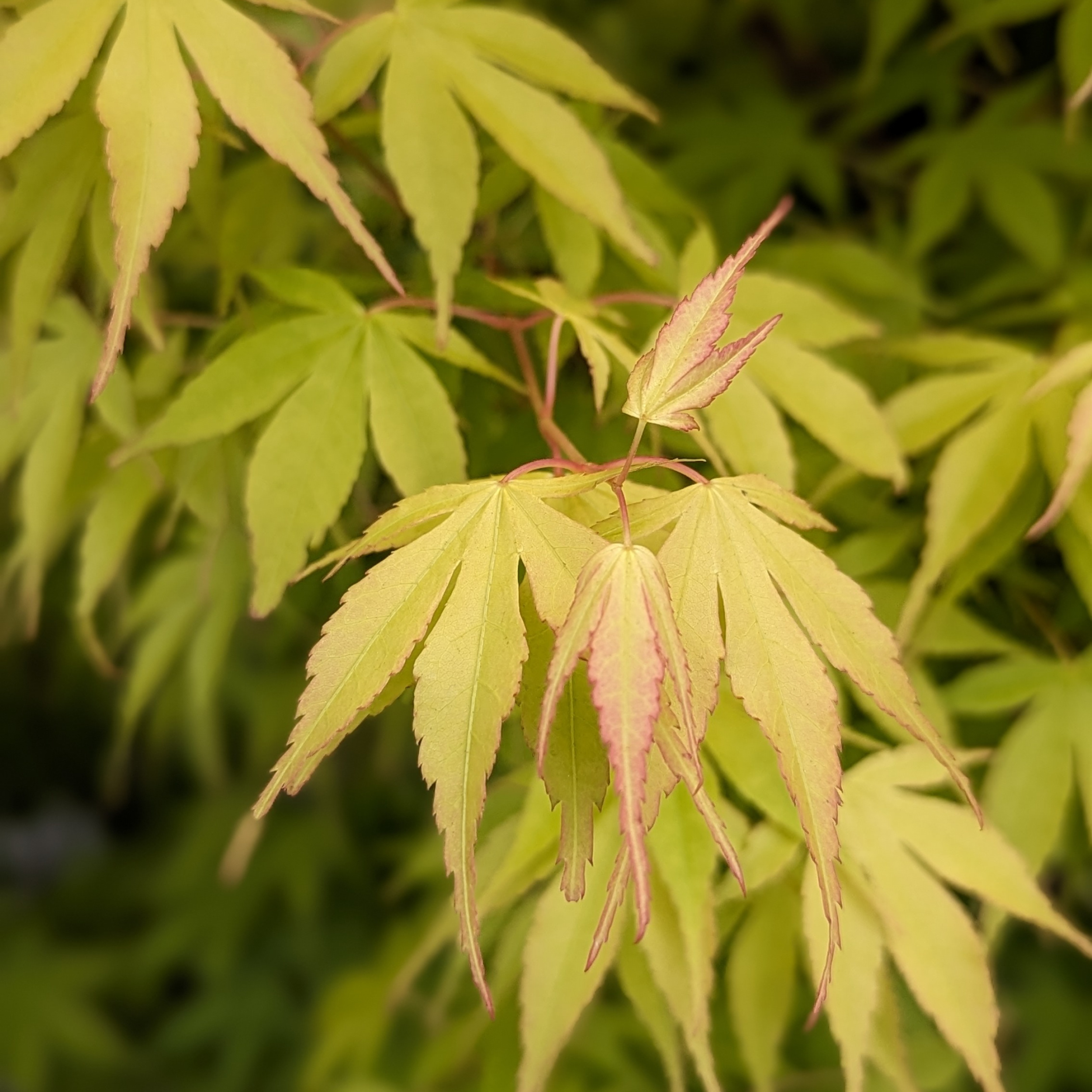 Acer palmatum 'Katsura'