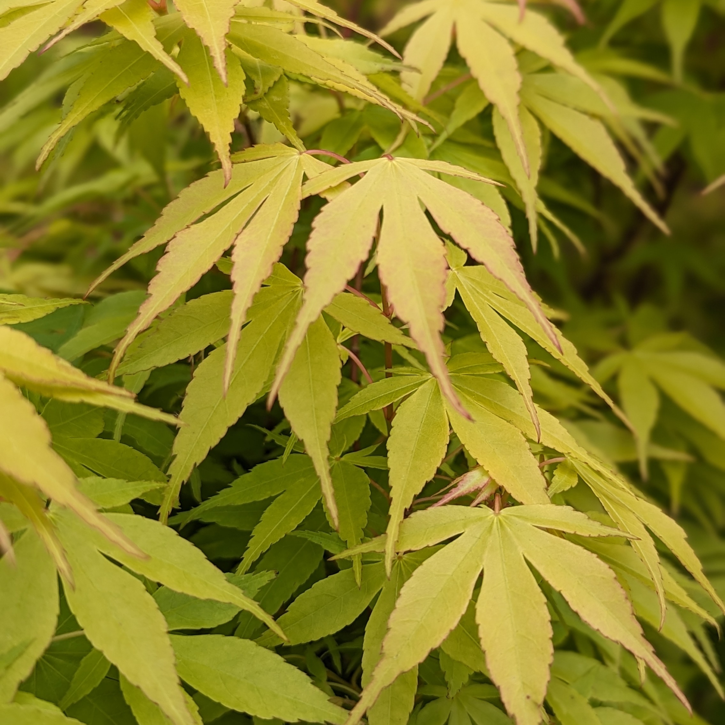 Acer palmatum 'Katsura'