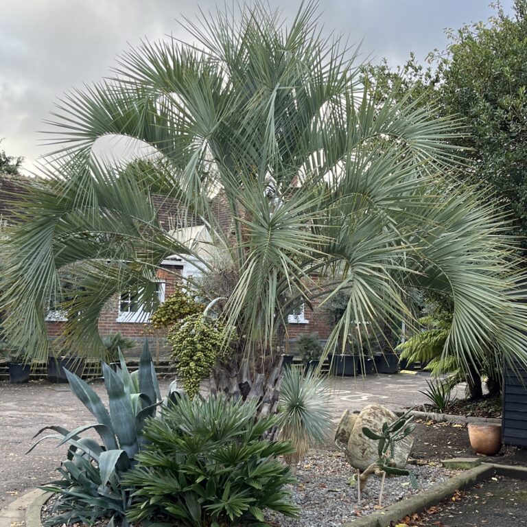 Best Time to Replant Palm Trees