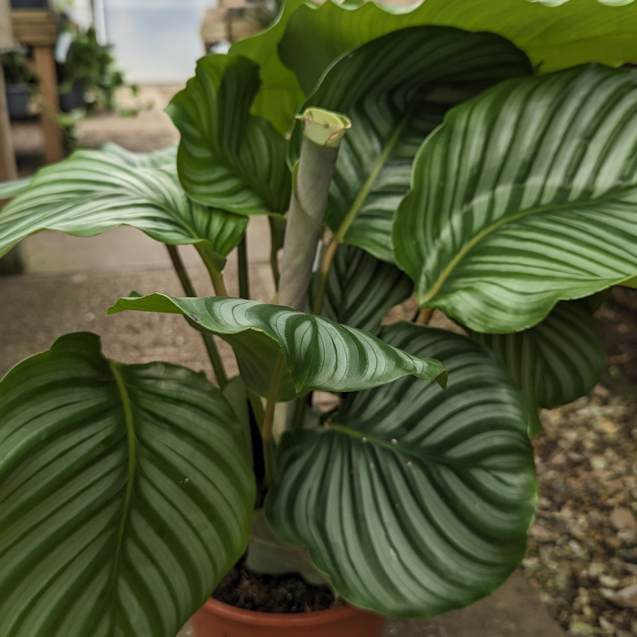 calathea elliptica Calathea Elliptica 'Vittata'
