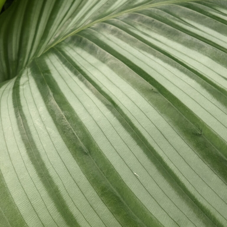 Calathea orbifolia