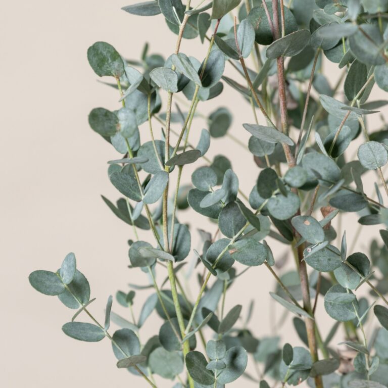 Eucalypyus gunnii 'Silverana'