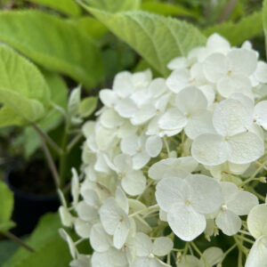 Hydrangea arborescens 'Annabelle'