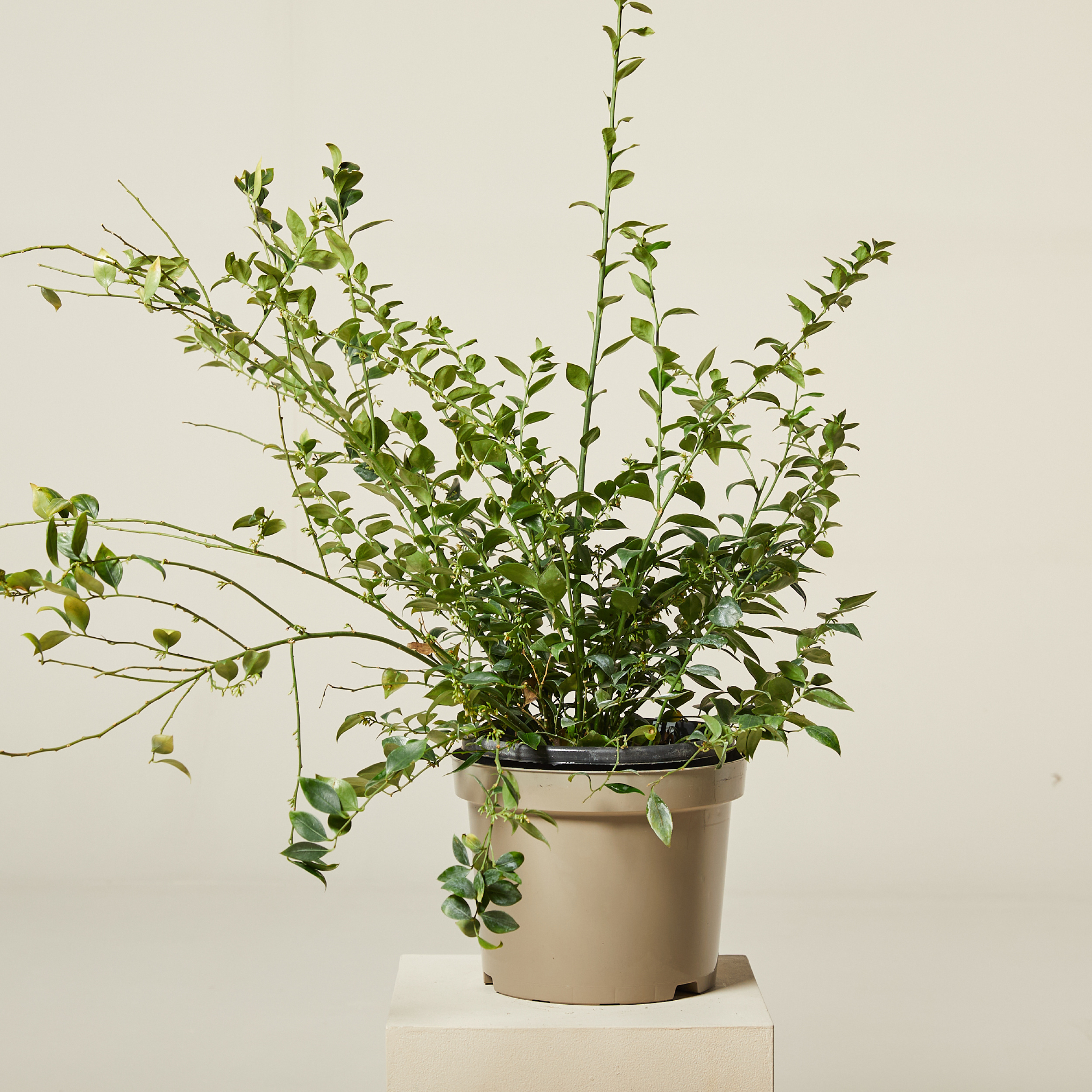 Sarcococca ruscifolia | The Palm Centre