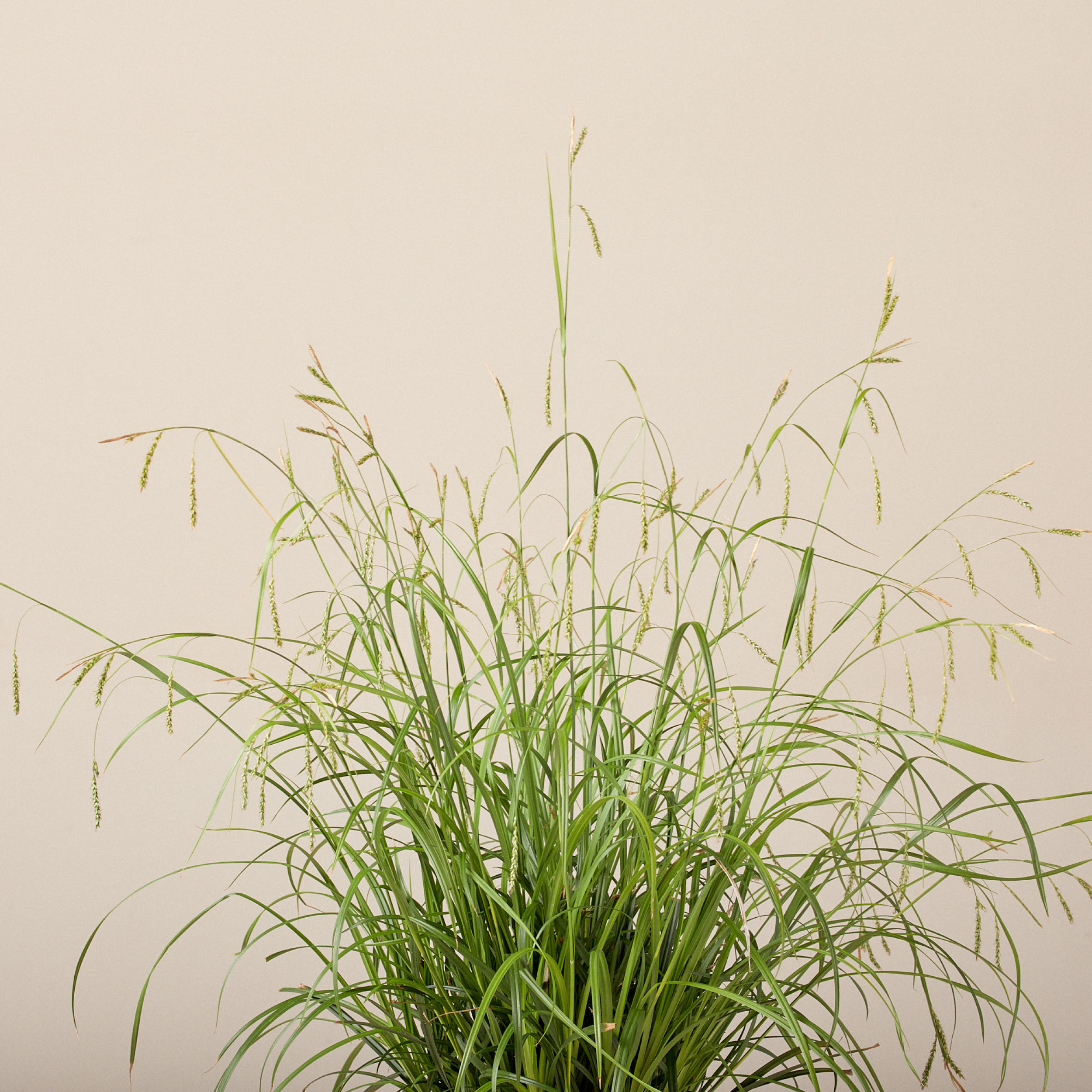 Carex oshimnesis 'J. S. Greenwell' | The Palm Centre