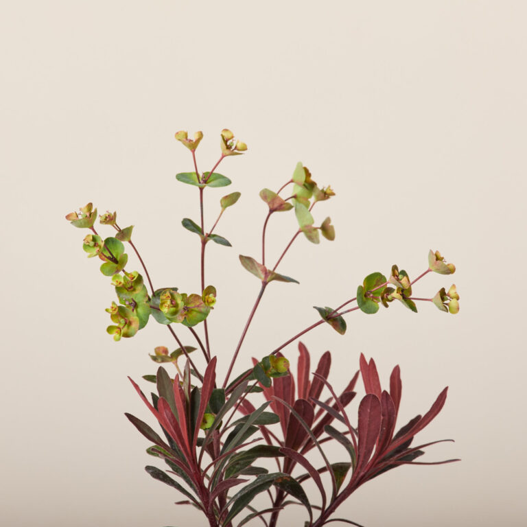 Euphorbia ‘Miner’s Merlot’