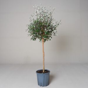 Feijoa sellowiana - Half Standard